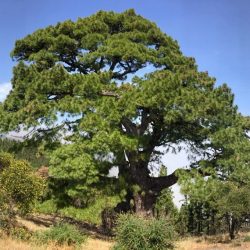 Apadrina un Arbol