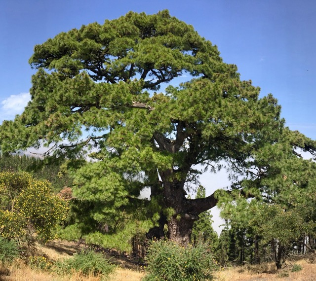 Apadrina un Arbol