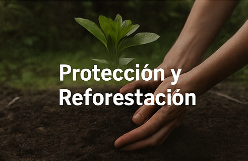 Proteccion y Reforestacion